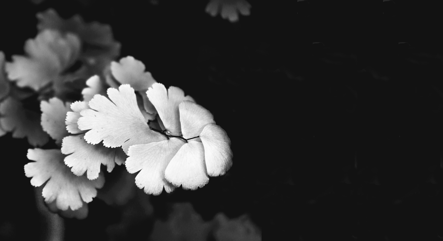 Black and White of Ferns Background.