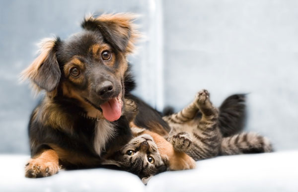 Petfriendly life: nuovi stili di vita con gli amici a quattro zampe
